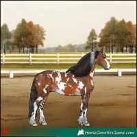Horse Color:White Spotted Bay 