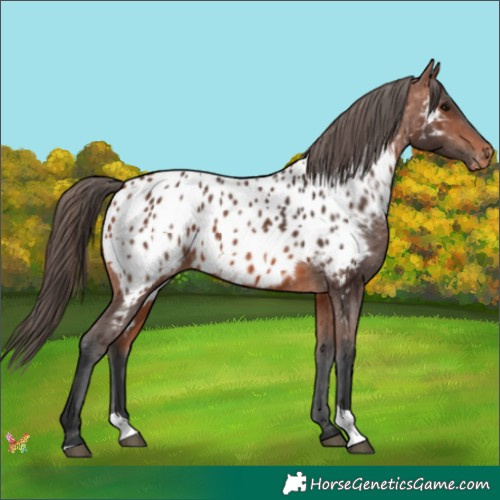 Horse Color:Bay Appaloosa  and Bay Appaloosa 