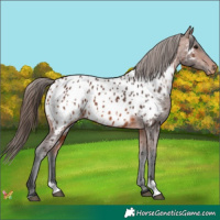 Horse Color:Bay Appaloosa  and Bay Appaloosa 