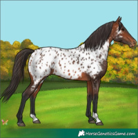 Horse Color:Bay Near Leopard  and Bay Near Leopard 