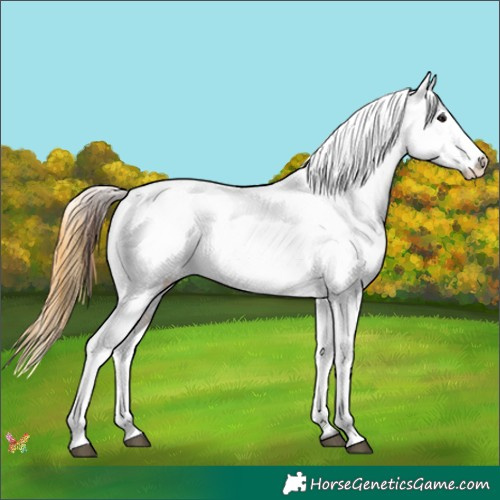 Horse Color:Bay Dun Appaloosa  and Buckskin Dun Appaloosa 