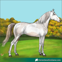 Horse Color:Bay Dun Appaloosa  and Buckskin Dun Appaloosa 