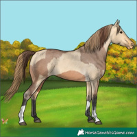 Horse Color:Bay Dun Varnish  and Buckskin Dun Varnish 