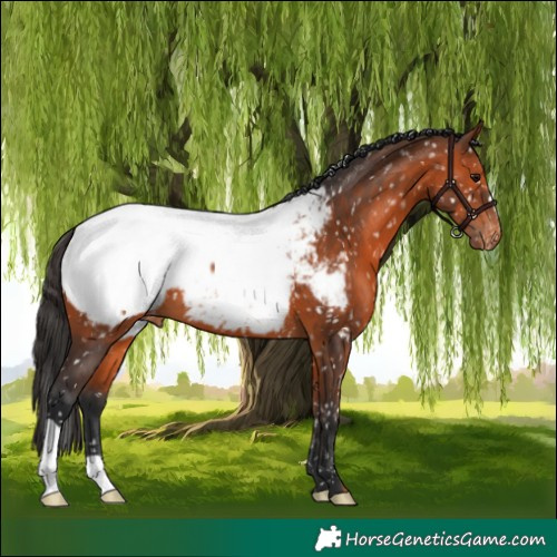 Horse Color:Bay Appaloosa 