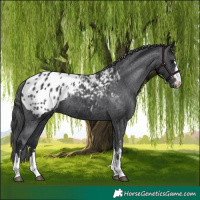 Horse Color:Black Appaloosa 