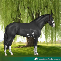 Horse Color:Black 