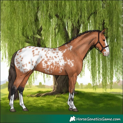 Horse Color:Bay Appaloosa 