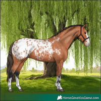 Horse Color:Bay Appaloosa 