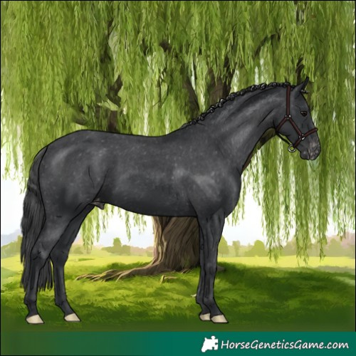 Horse Color:Black Appaloosa 