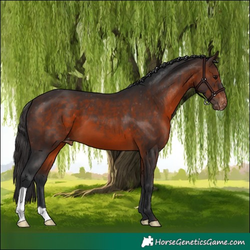 Horse Color:Brown Appaloosa 