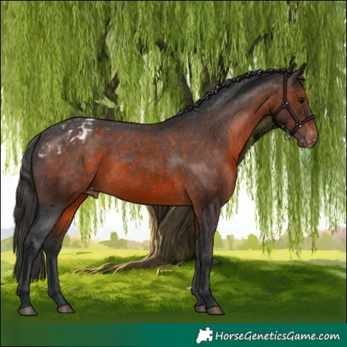 Horse Color:Brown Appaloosa 