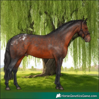 Horse Color:Brown Appaloosa