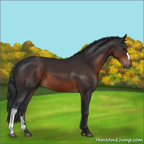 Horse Color:Brown 