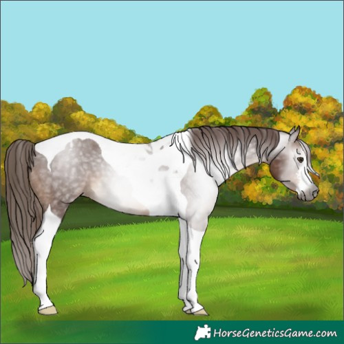 Horse Color:Gray White Spotted Chestnut Tobiano Appaloosa 