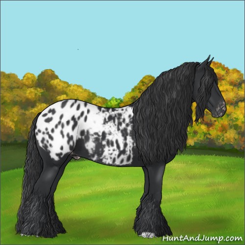 Horse Color:Black Appaloosa 