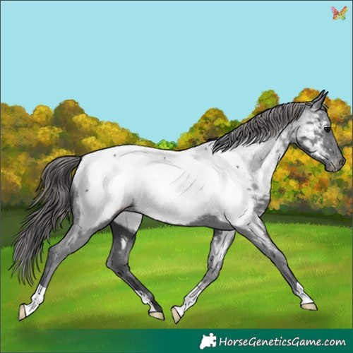 Horse Color:Black Appaloosa 