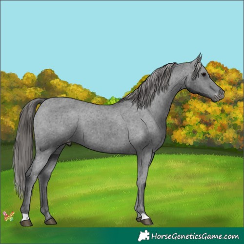 Horse Color:Black Appaloosa 