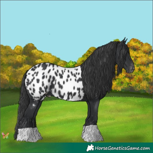 Horse Color:Black Appaloosa 