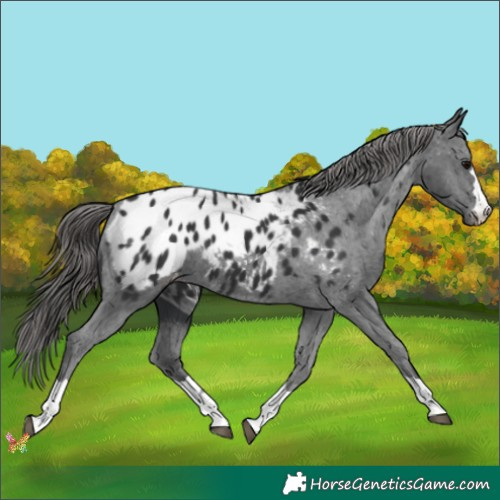 Horse Color:Black Appaloosa 