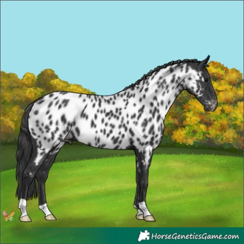 Horse Color:Black Appaloosa 