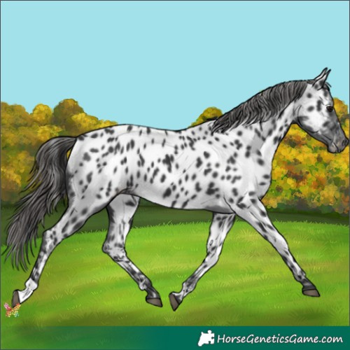 Horse Color:Black Appaloosa 