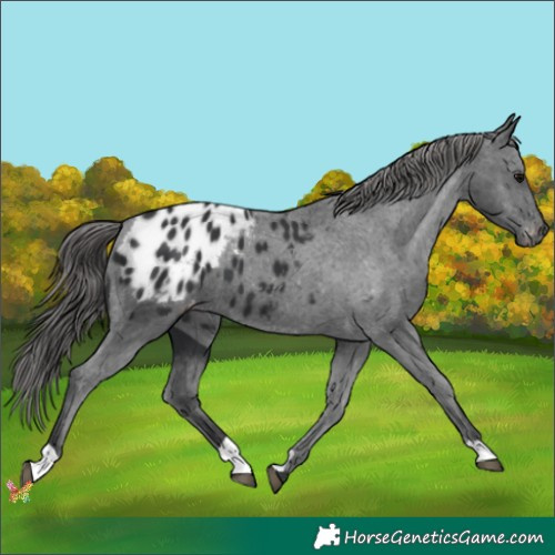 Horse Color:Black Appaloosa 