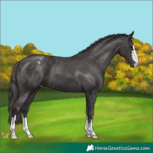 Horse Color:Smoky Black Appaloosa 