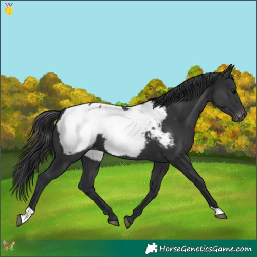 Horse Color:Black Appaloosa 