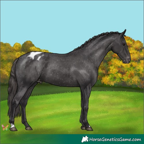 Horse Color:Smoky Black Appaloosa 