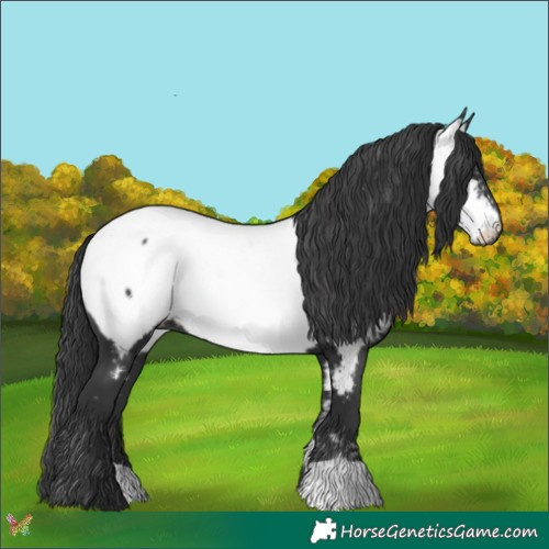 Horse Color:Black Appaloosa 