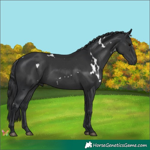 Horse Color:White Spotted Black 