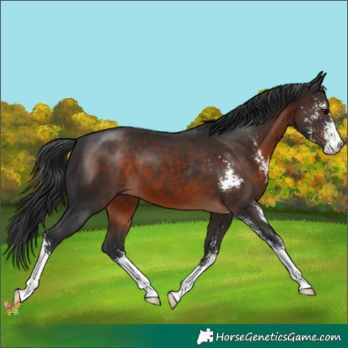 Horse Color:Brown Sabino 