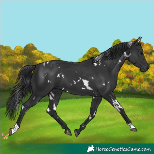 Horse Color:White Spotted Black 