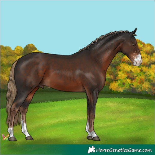 Horse Color:Liver Chestnut Sabino 