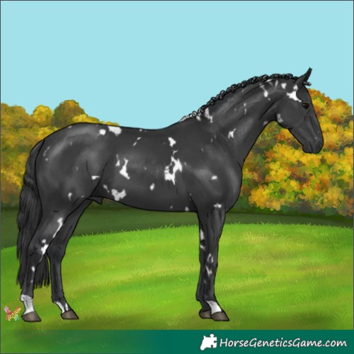 Horse Color:White Spotted Black 