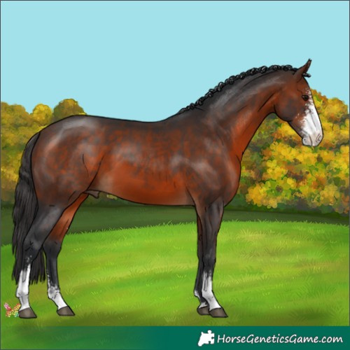 Horse Color:Brown Sabino 