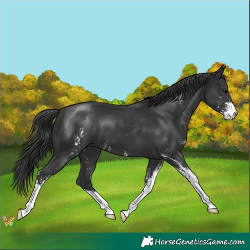 Horse Color:Black Sabino 