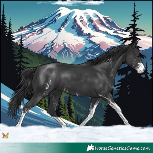Horse Color:Black Sabino 