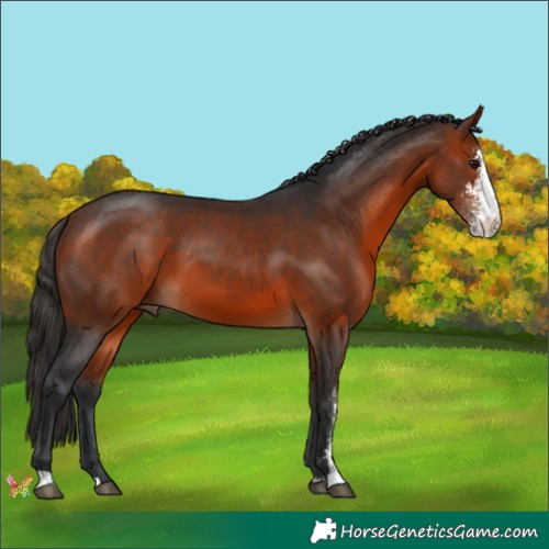 Horse Color:Brown Sabino 