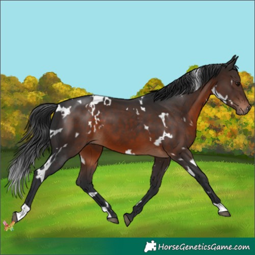 Horse Color:White Spotted Brown 