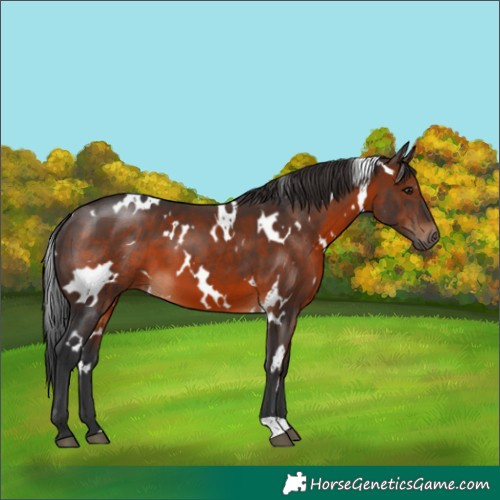 Horse Color:White Spotted Brown