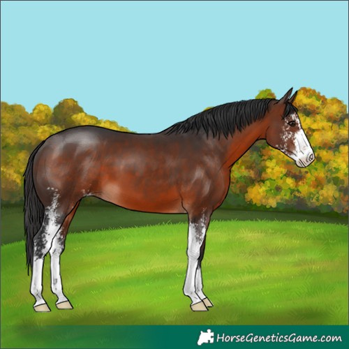 Horse Color:Brown Sabino