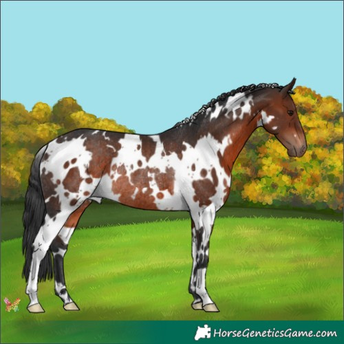 Horse Color:White Spotted Brown Rabicano 