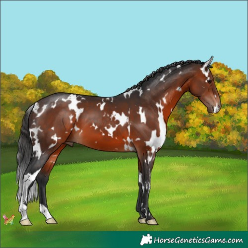 Horse Color:White Spotted Brown 