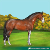 Horse Color:Brown Sabino 
