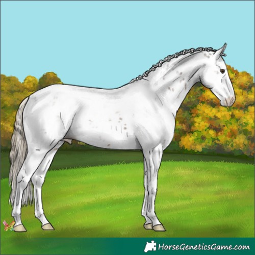 Horse Color:Liver Chestnut Sabino 