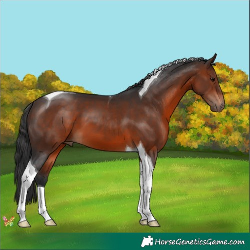 Horse Color:Brown Tobiano 