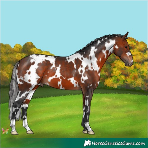 Horse Color:White Spotted Brown 