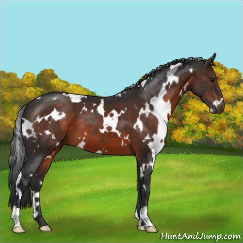 Horse Color:White Spotted Brown