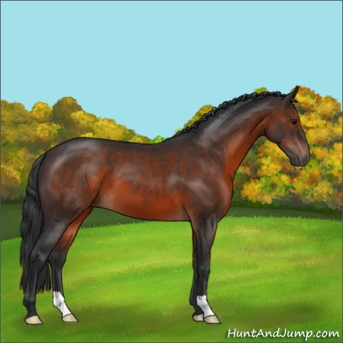 Horse Color:Brown 